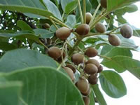 Terminalia bellirica 